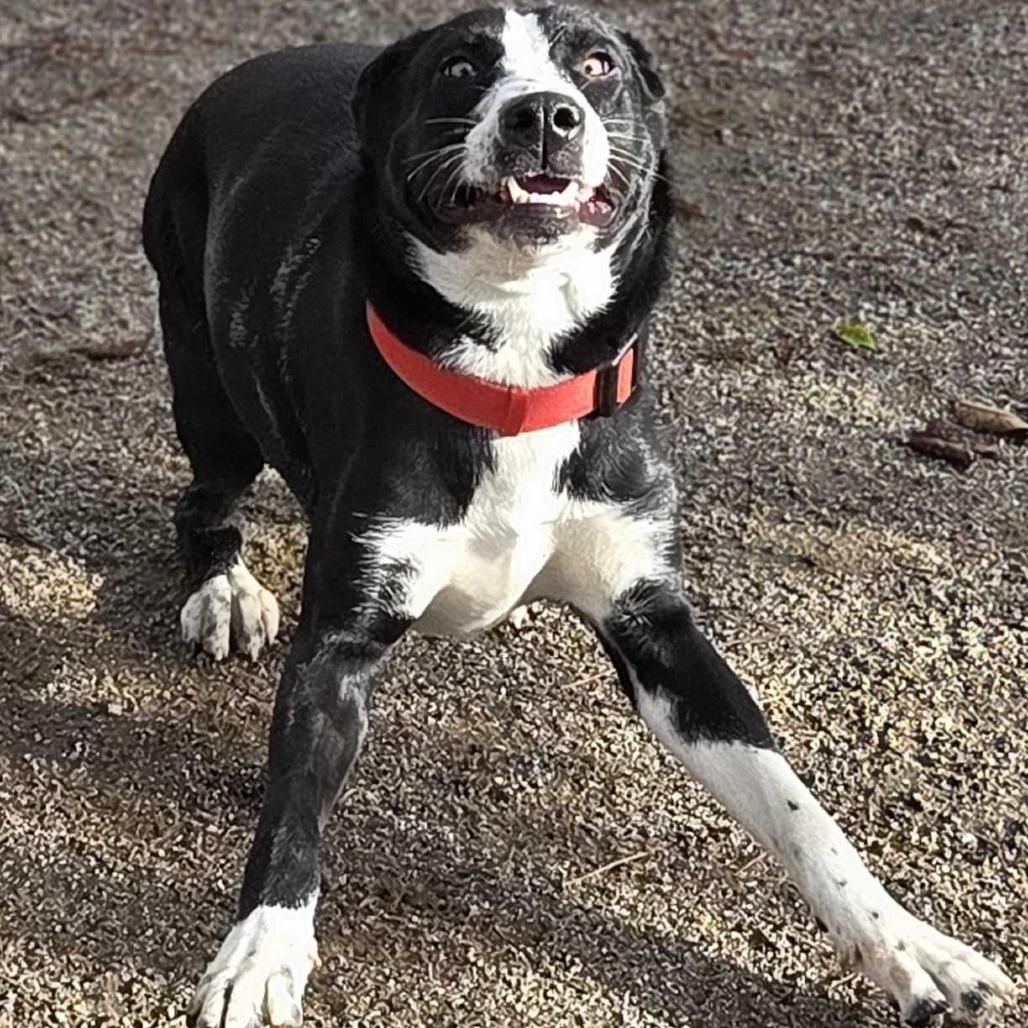 Ileane, Adoptable, Adult Female German Shepherd Dog & Mixed Breed.