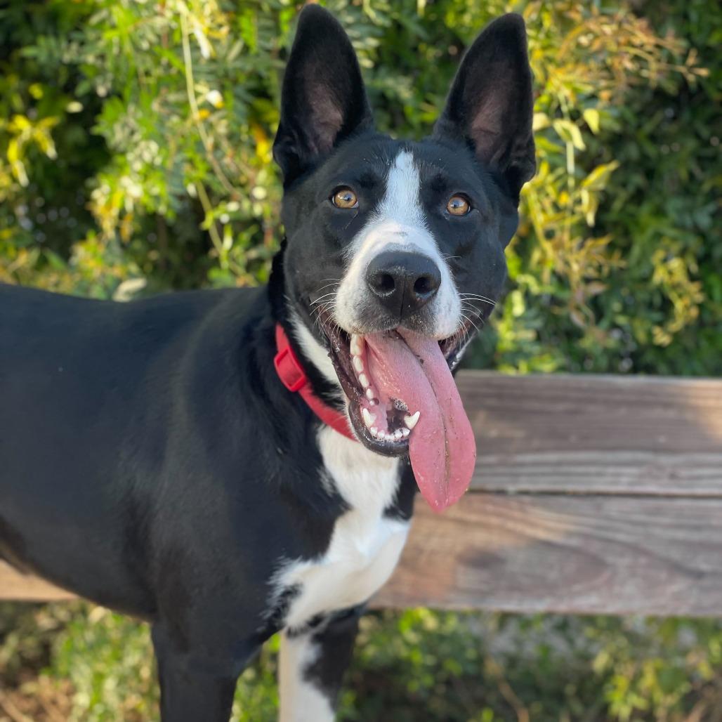 Ileane, Adoptable, Adult Female German Shepherd Dog & Mixed Breed.
