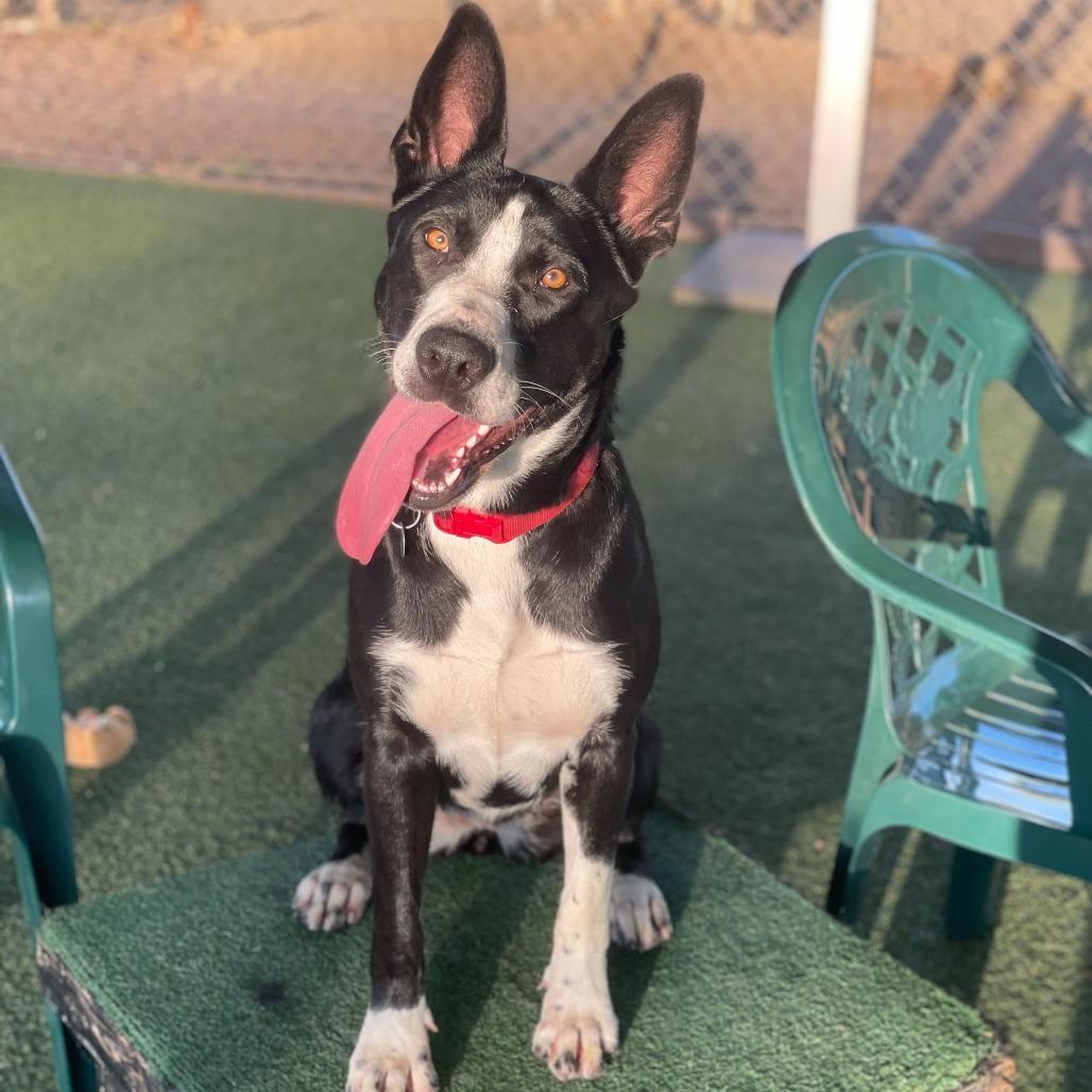 Enlarge Ileane, a Adoptable mixed breed in Riverside, CA image 4/6