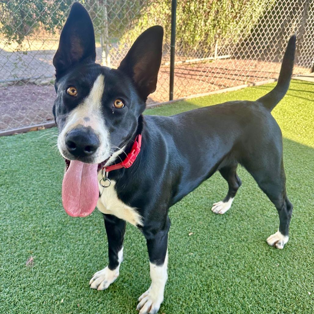 Ileane, a Adoptable mixed breed in Riverside, CA image 4/5