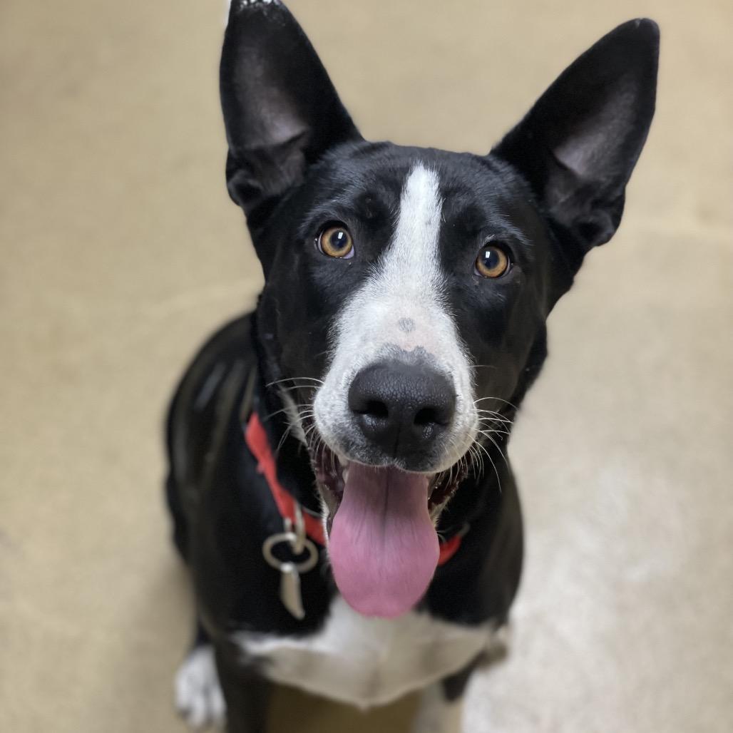 Enlarge Ileane, a Adoptable mixed breed in Riverside, CA image 5/6