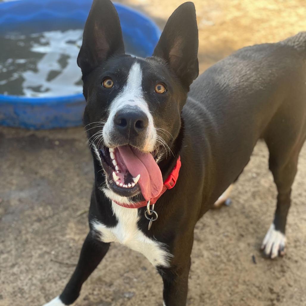Ileane, a Adoptable mixed breed in Riverside, CA image 5/5