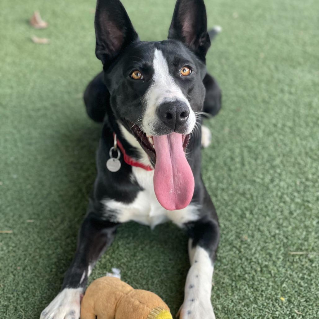 Enlarge Ileane, a Adoptable mixed breed in Riverside, CA image 5/5