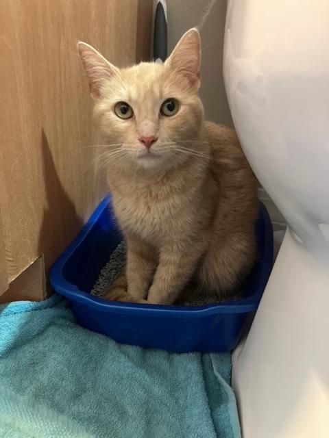 Lily, Adoptable, Young Female Tabby.