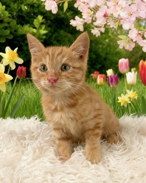 Tara, Adoptable, Kitten Female Domestic Medium Hair.