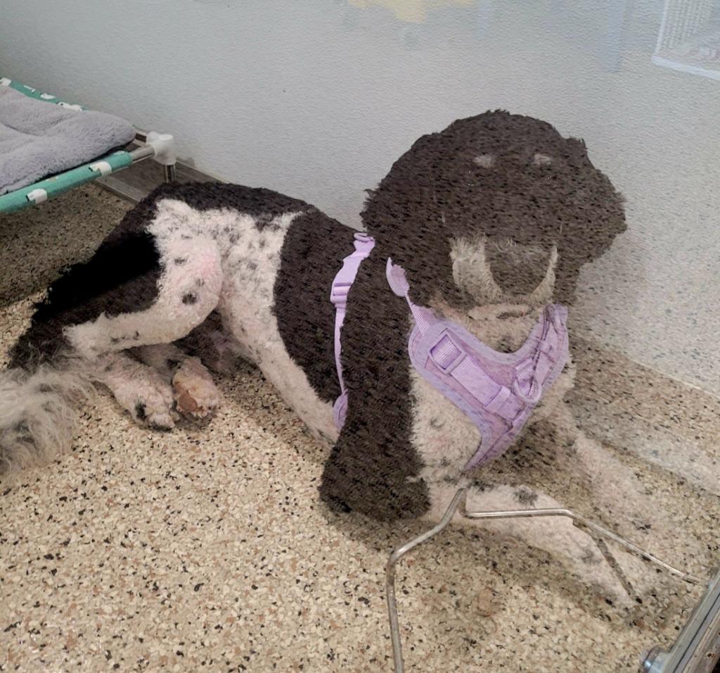 Grumpy, Adoptable, Young Male Poodle.
