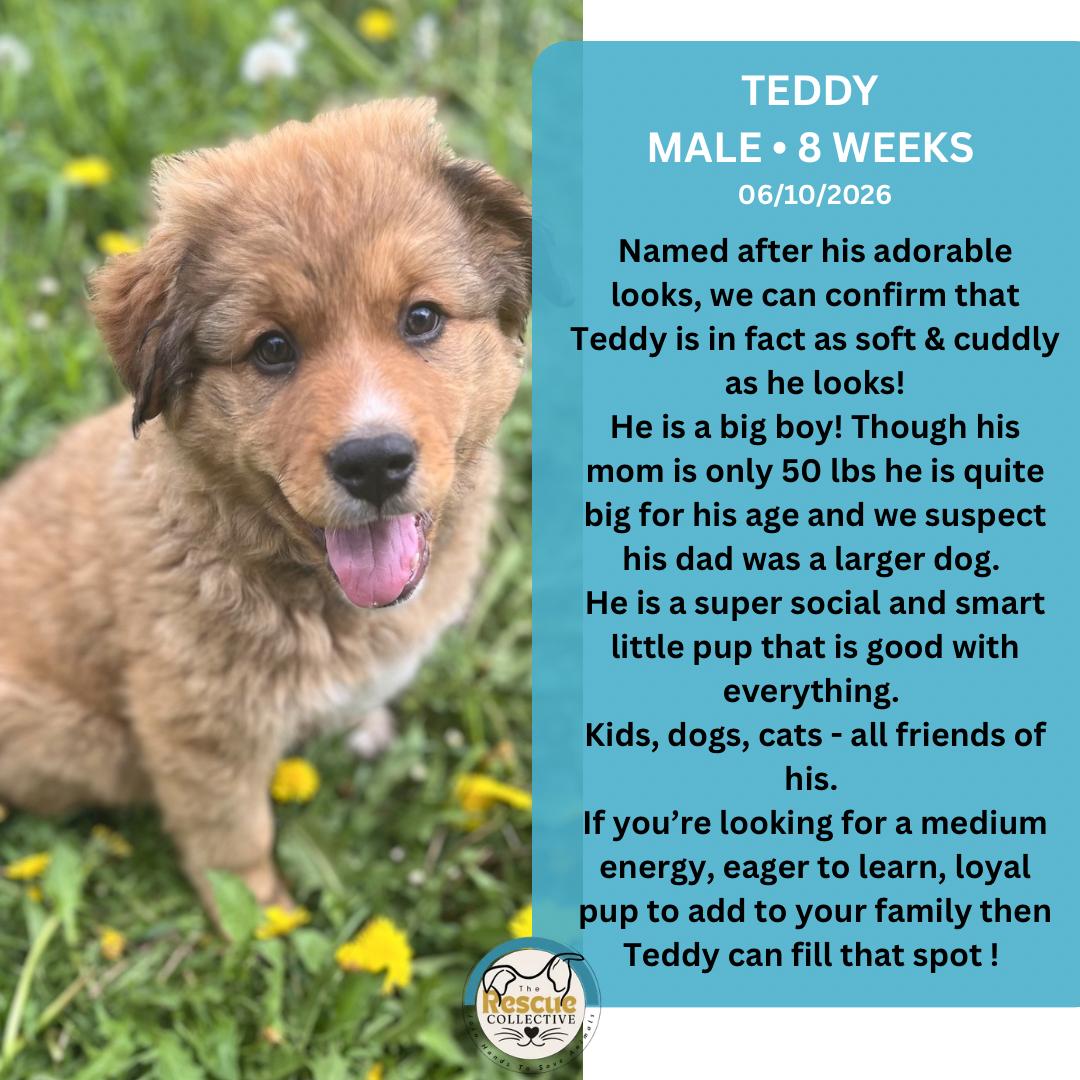 Teddy, adopted, Young Male Mixed Breed.