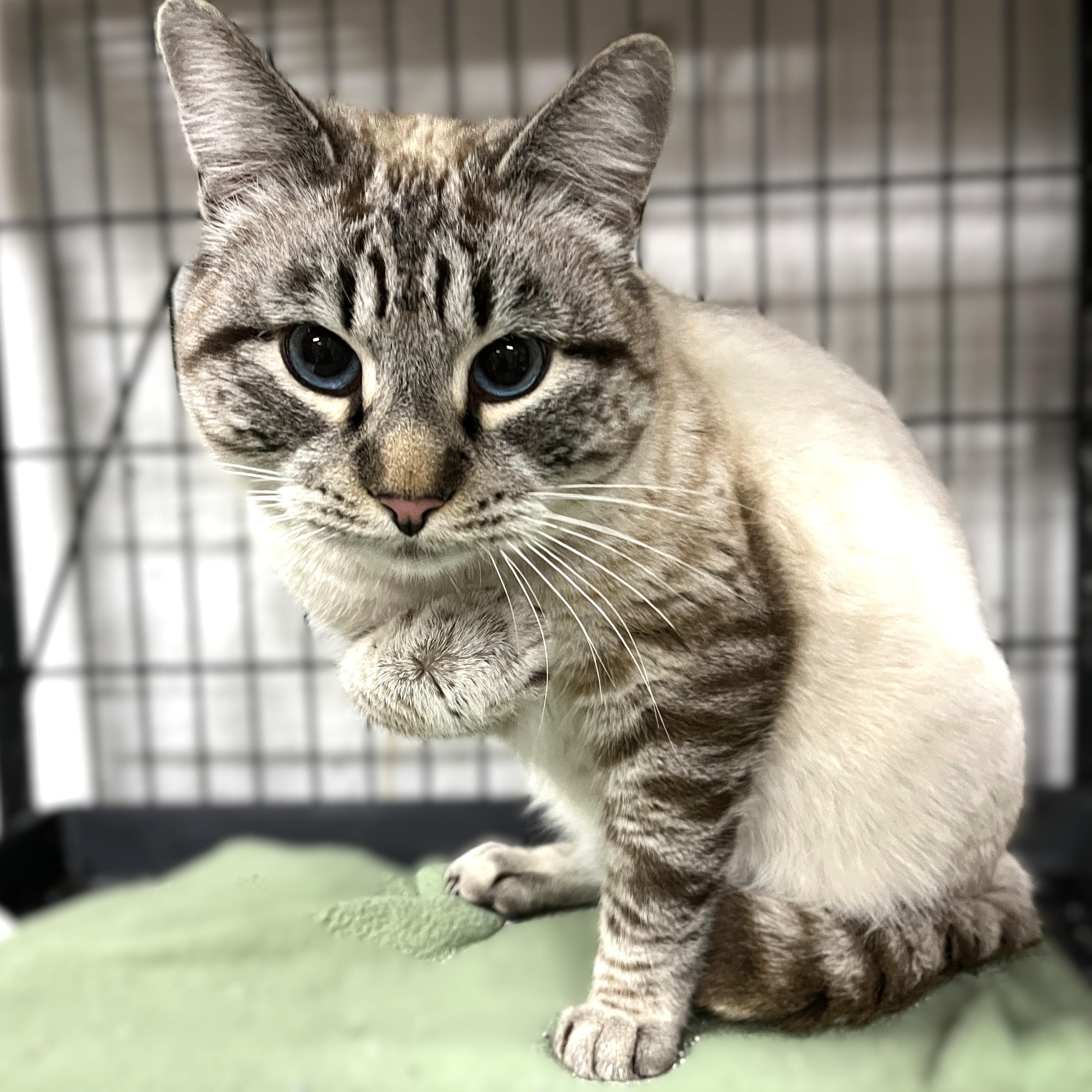 Mr Whiskers (gentle giant), an adopted Siamese in Shingletown, CA image 2/3