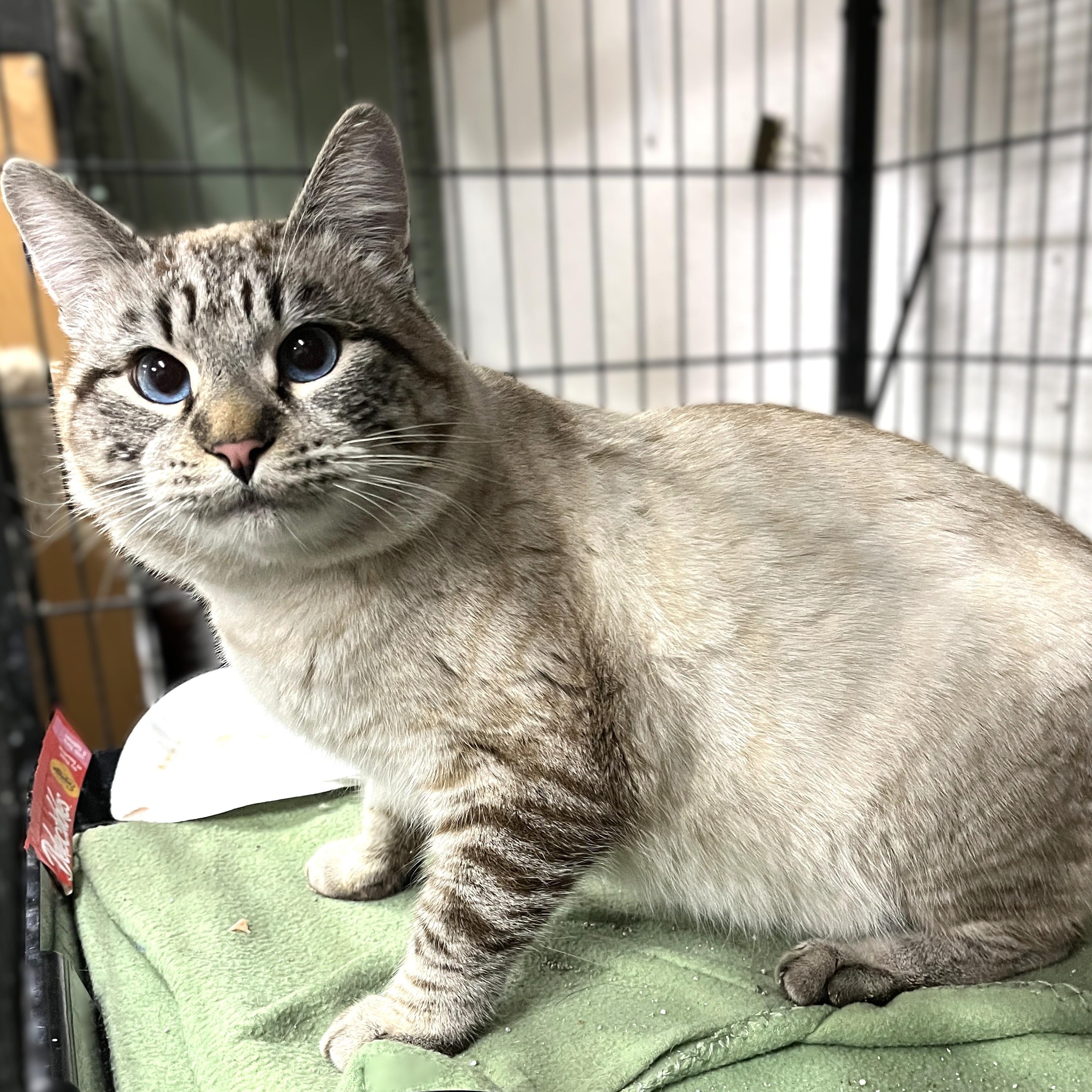 Mr Whiskers (gentle giant), an adopted Siamese in Shingletown, CA image 3/3