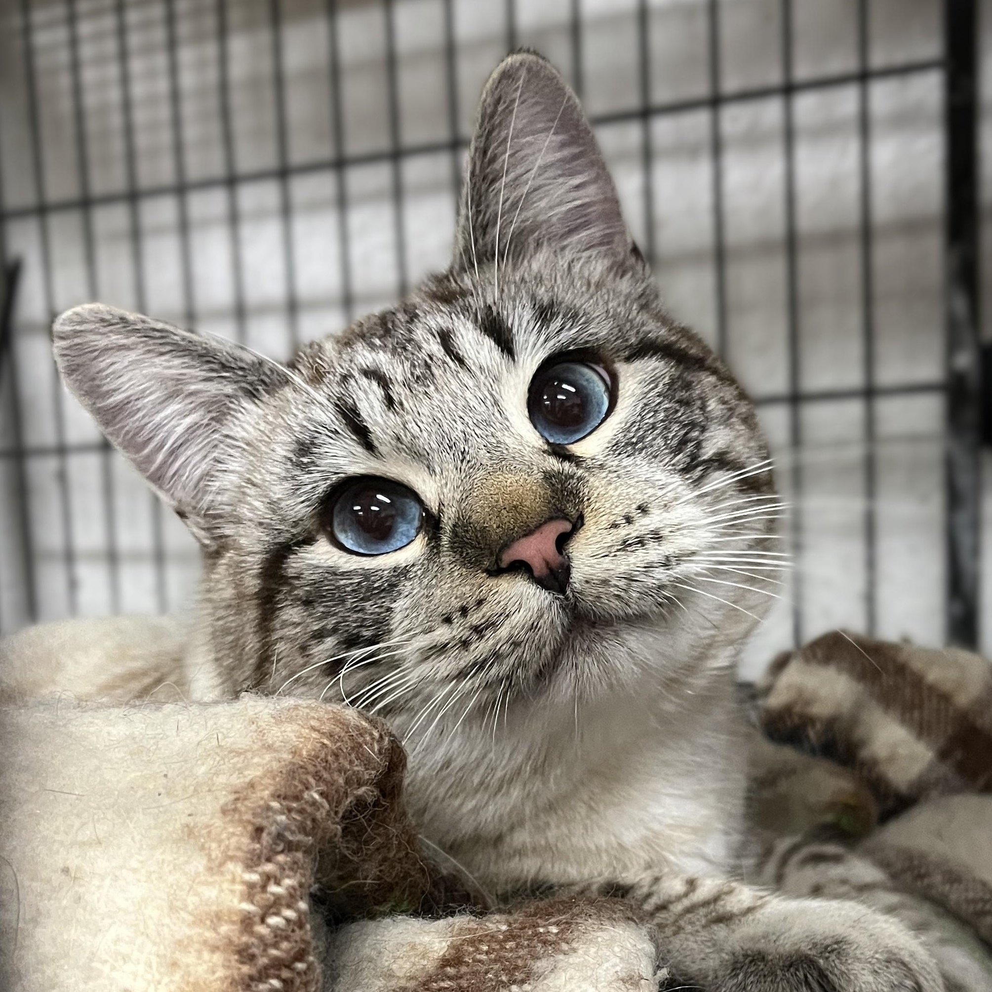 Mr Whiskers (gentle giant), an adopted Siamese in Shingletown, CA image 1/3