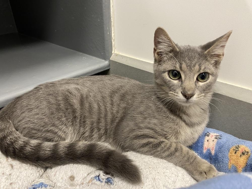 Enlarge Astro Destroyer, a Adoptable Domestic Short Hair in Clarksville, TN image 4/4