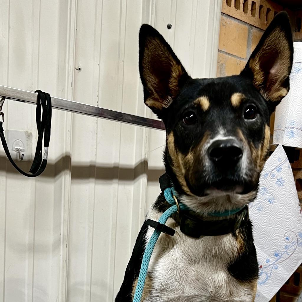 Doc Holliday, Adoptable, Adult Male Mixed Breed.