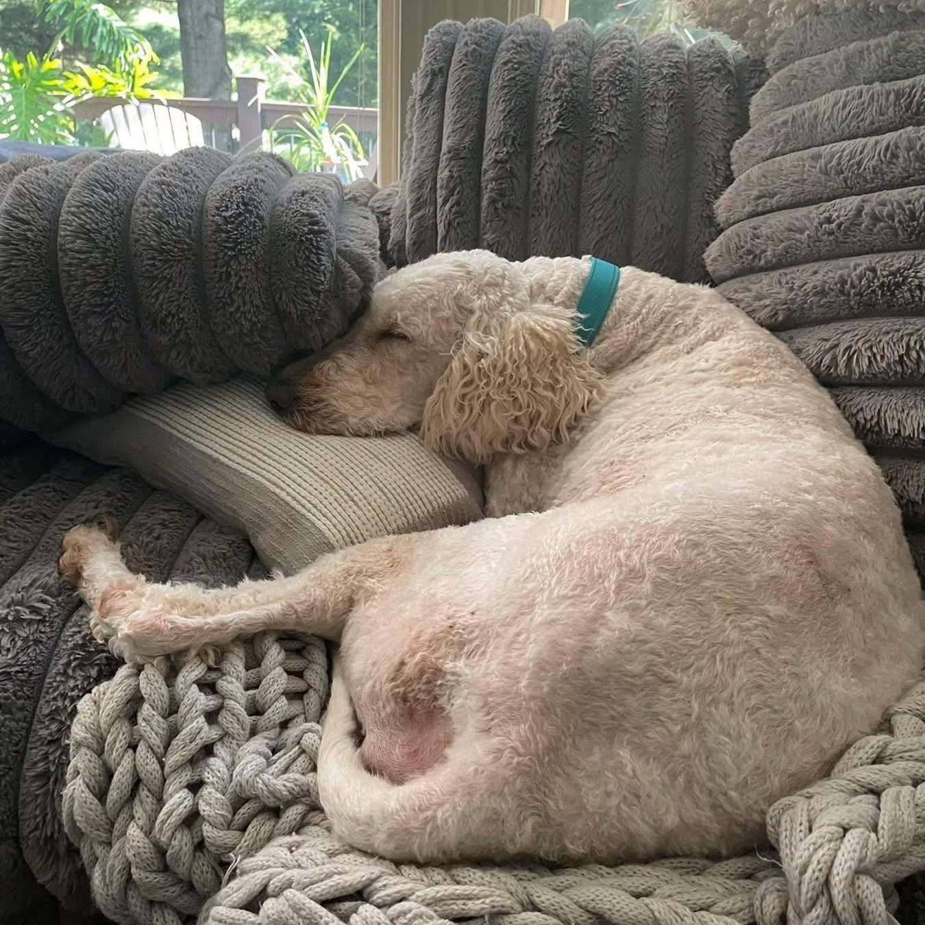 Enlarge Cammie, an adopted Standard Poodle in Blue Springs, MO image 2/2