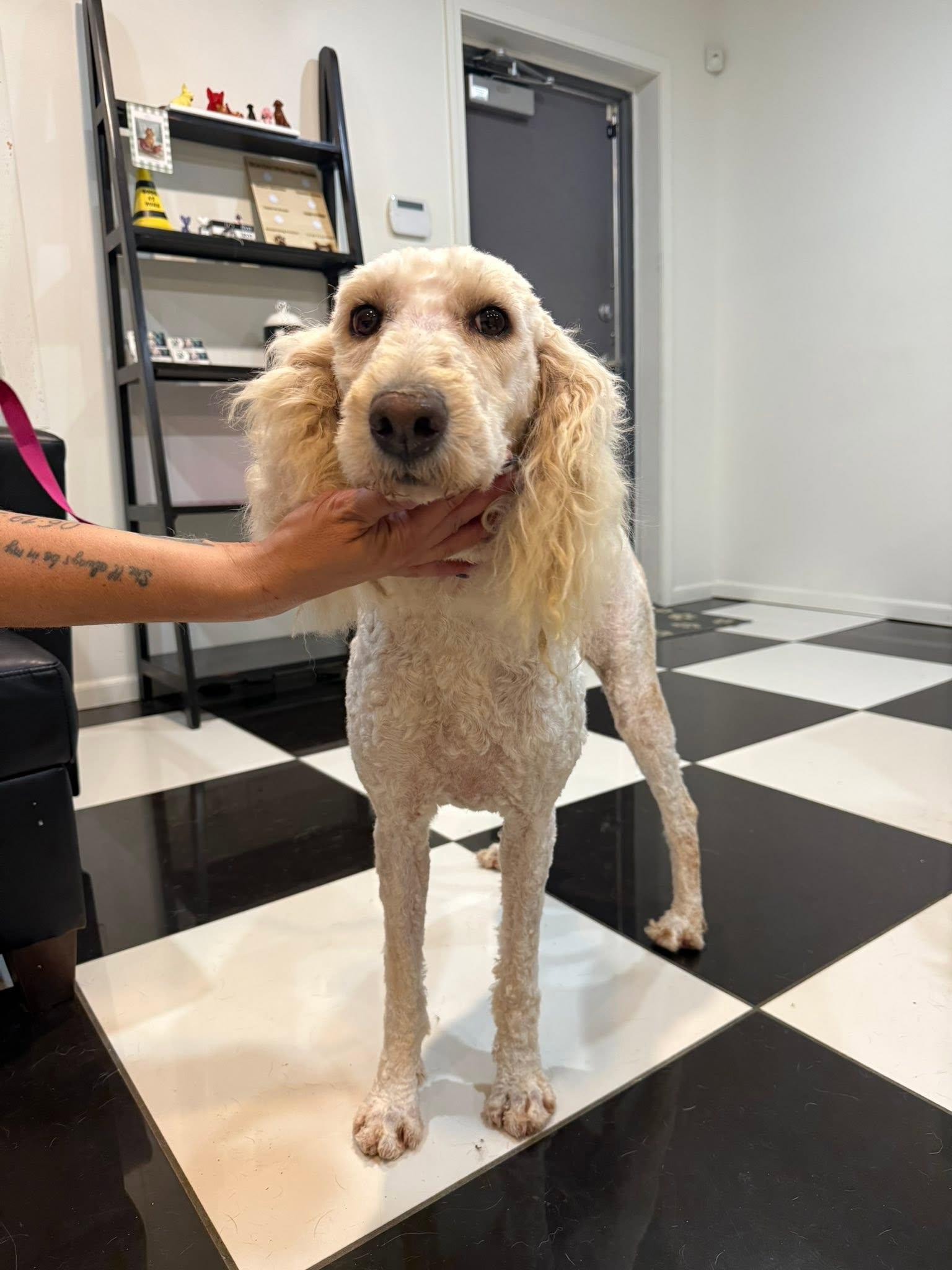 Cammie, adopted, Adult Female Standard Poodle.
