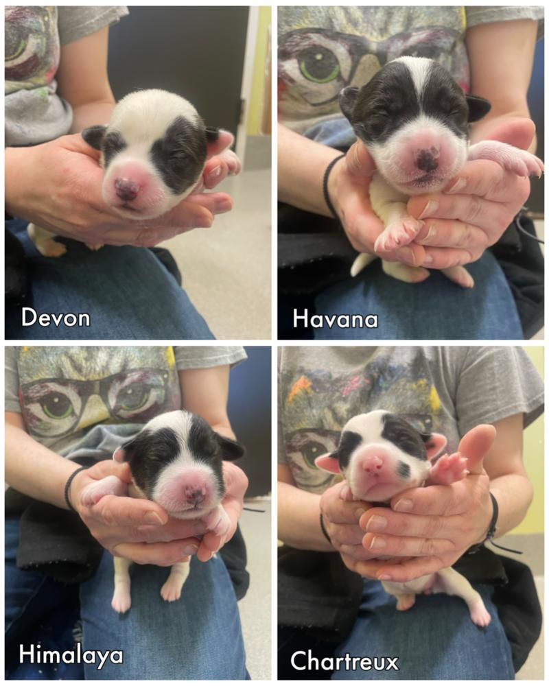 Enlarge Chartreux, a Adopted mixed breed in Dickson, TN image 1/4