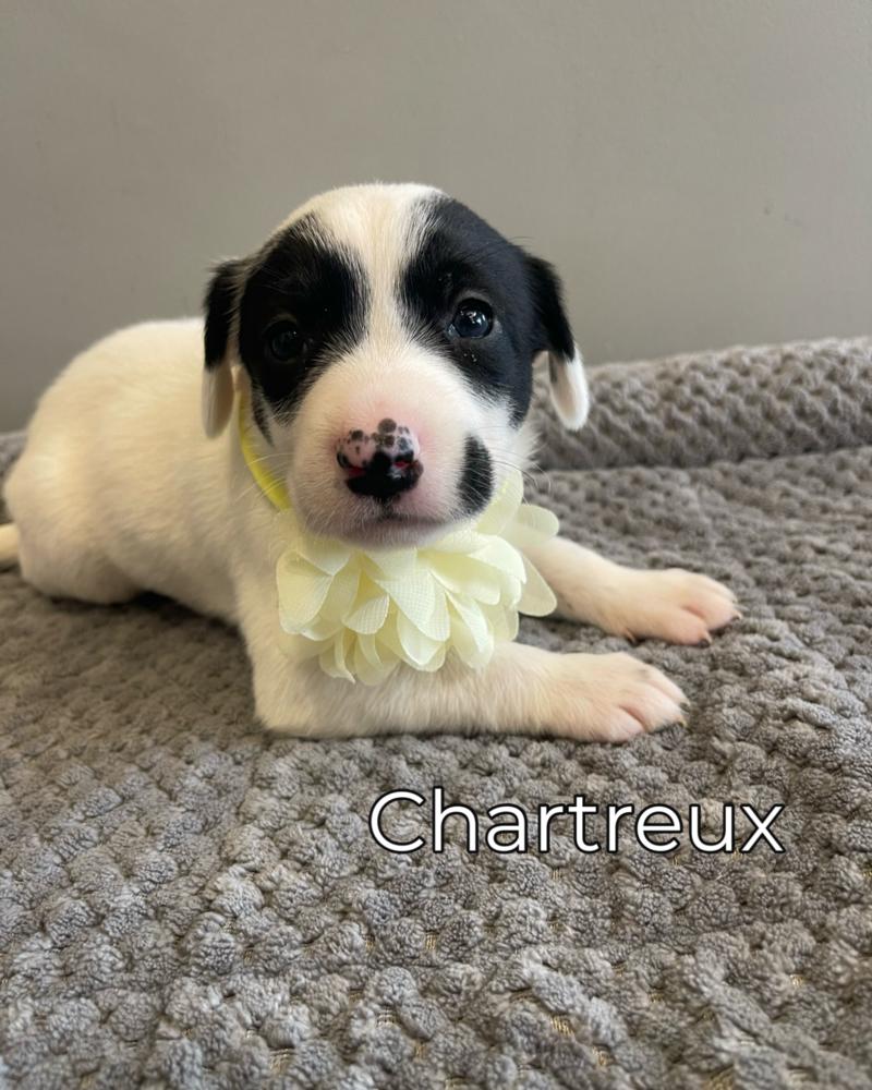 Enlarge Chartreux, a Adopted mixed breed in Dickson, TN image 2/4