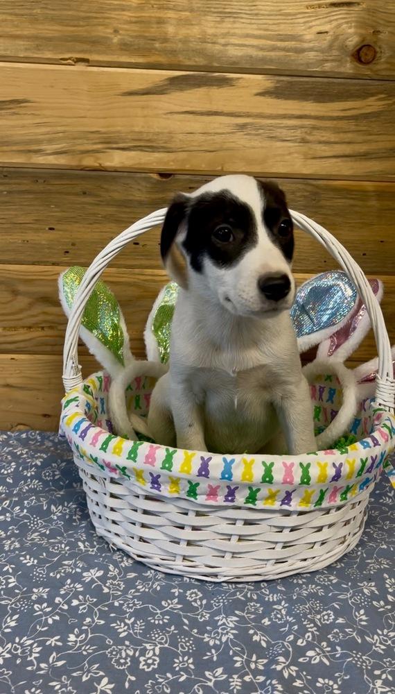 Enlarge Chartreux, a Adopted mixed breed in Dickson, TN image 3/4