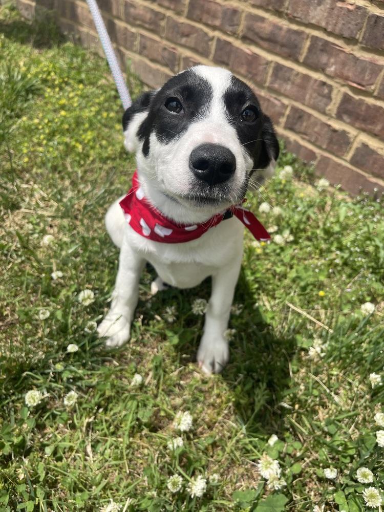 Enlarge Chartreux, a Adopted mixed breed in Dickson, TN image 4/4