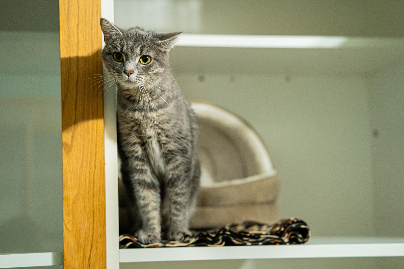 Jasmine, ADOPTABLE, Adult Female Domestic Short Hair.