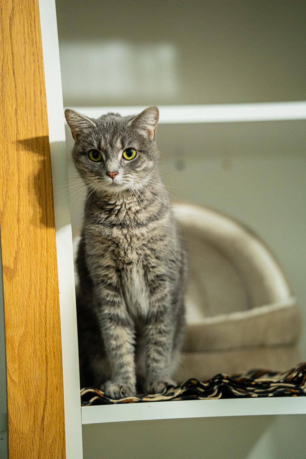Enlarge Jasmine, a ADOPTABLE Domestic Short Hair in Dellslow, WV image 3/3