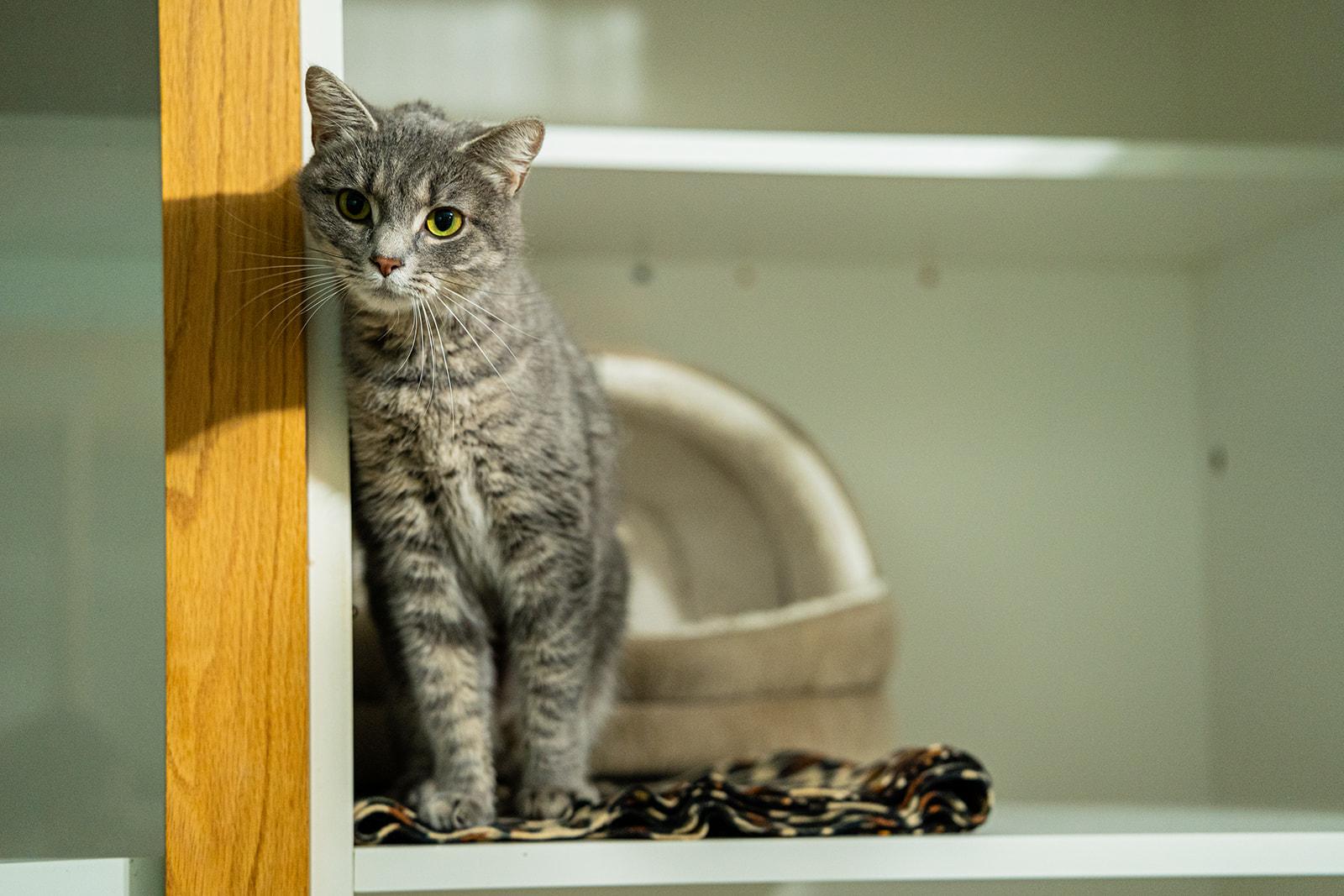 Enlarge Jasmine, a ADOPTABLE Domestic Short Hair in Dellslow, WV image 2/3
