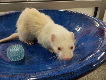 Sid, Adoptable, Young Male Ferret.