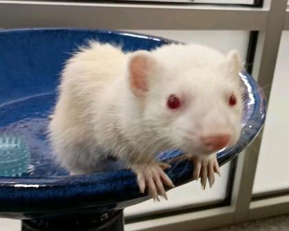 Enlarge Sid, a Adoptable Ferret in Boulder, CO image 2/3
