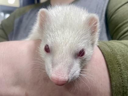 Enlarge Sid, a Adoptable Ferret in Boulder, CO image 3/3