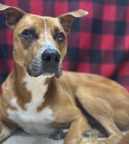 Bruce, a Adoptable Mixed Breed in Tyler, TX image 1/3