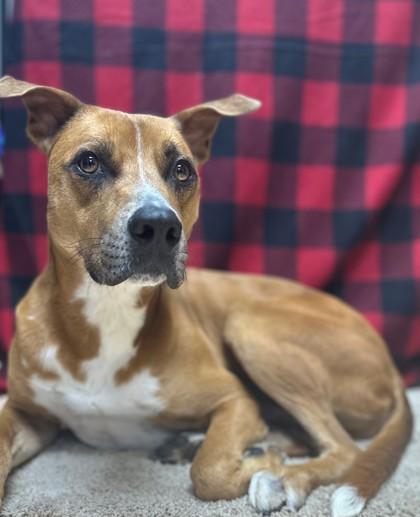 Bruce, Adoptable, Young Male Mixed Breed & Mixed Breed.