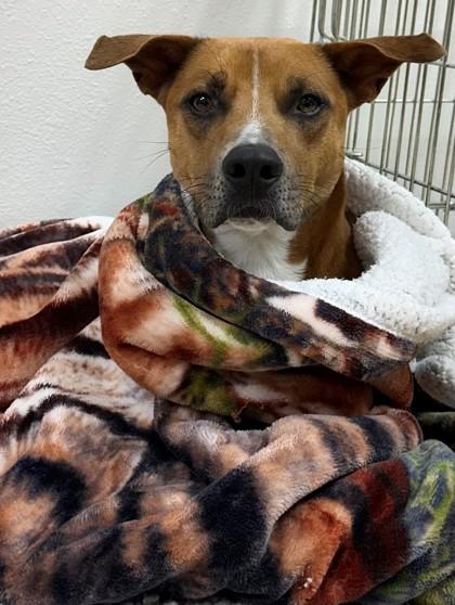 Enlarge Bruce, a Adoptable Mixed Breed in Tyler, TX image 2/2