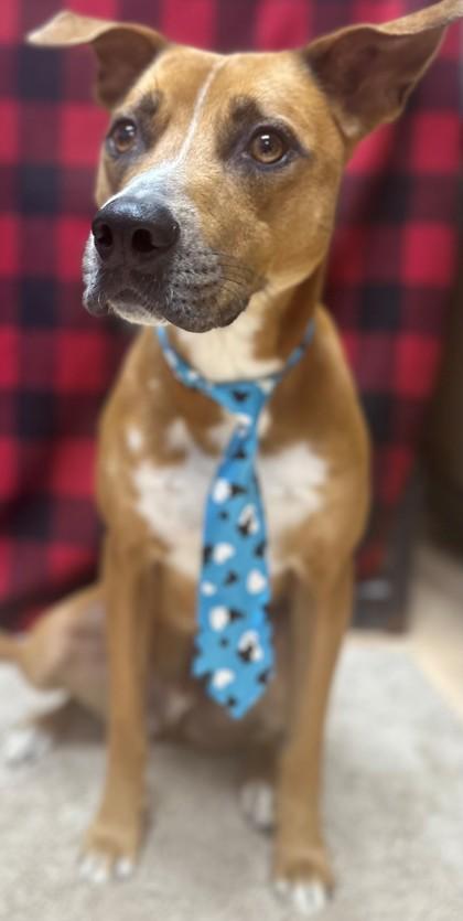 Bruce, a Adoptable Mixed Breed in Tyler, TX image 3/3