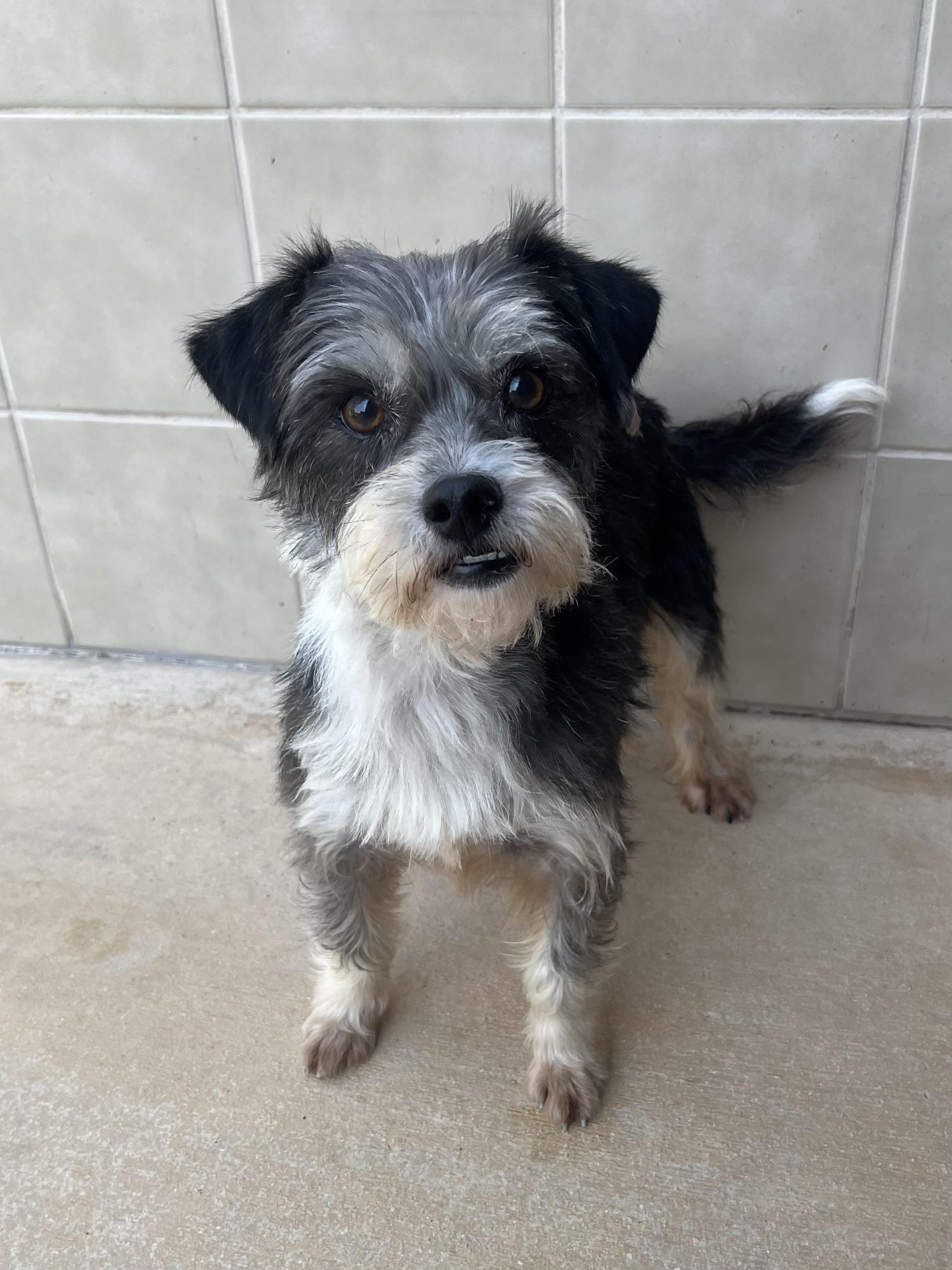 Scooter, adopted, Adult Male Schnauzer.