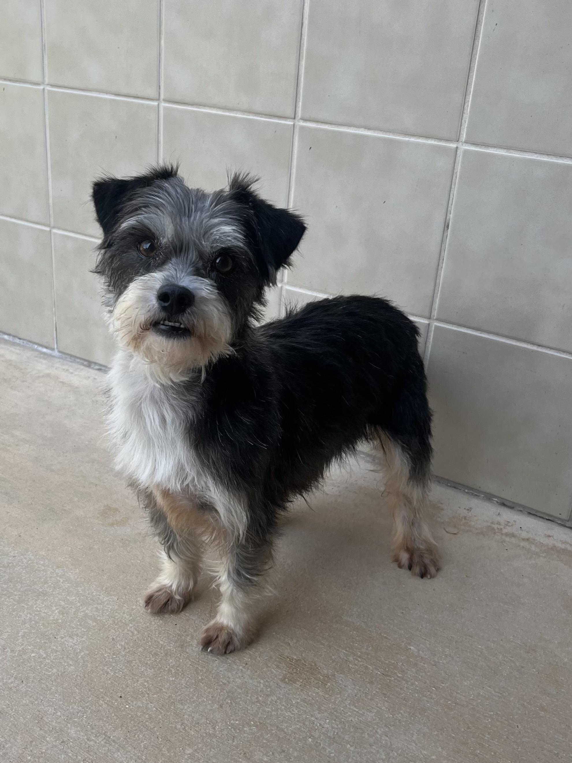 Enlarge Scooter, an adopted mixed breed in Kerrville, TX image 2/2