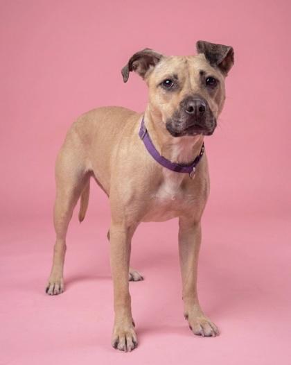 Enlarge GiGi, a Adoptable Black Mouth Cur in Washington, DC image 1/3