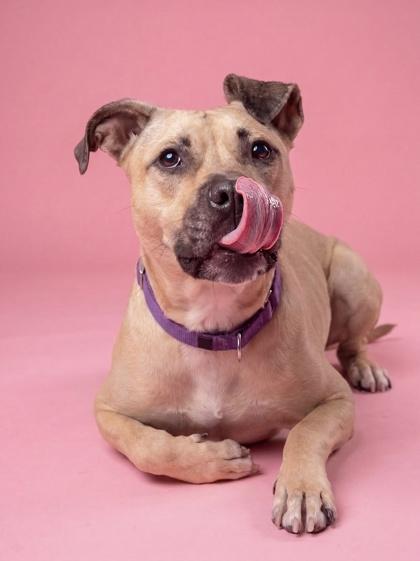 Enlarge GiGi, a Adoptable Black Mouth Cur in Washington, DC image 2/3