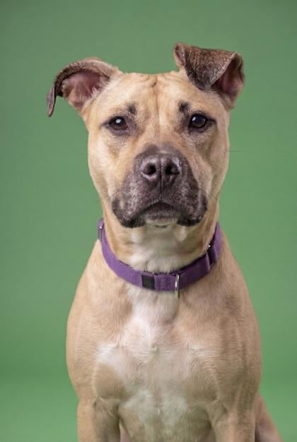 Enlarge GiGi, a Adoptable Black Mouth Cur in Washington, DC image 3/3