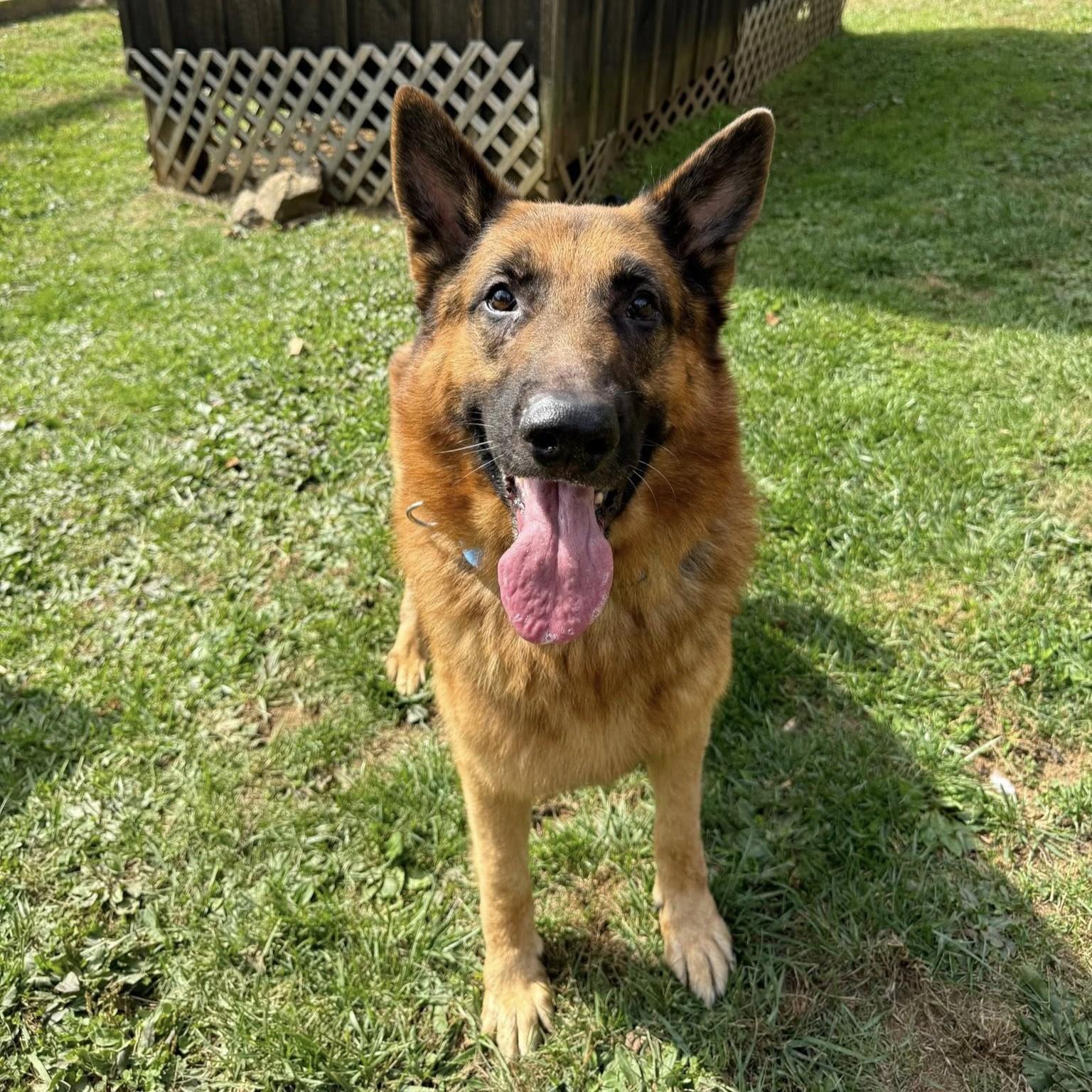 Kodi, an adopted German Shepherd Dog in Phoenixville, PA image 5/6