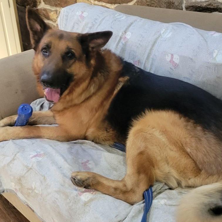 Kodi, an adopted German Shepherd Dog in Phoenixville, PA image 4/6