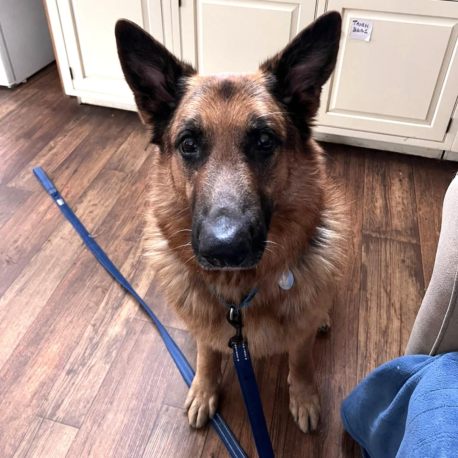 Kodi, an adopted German Shepherd Dog in Phoenixville, PA image 6/6