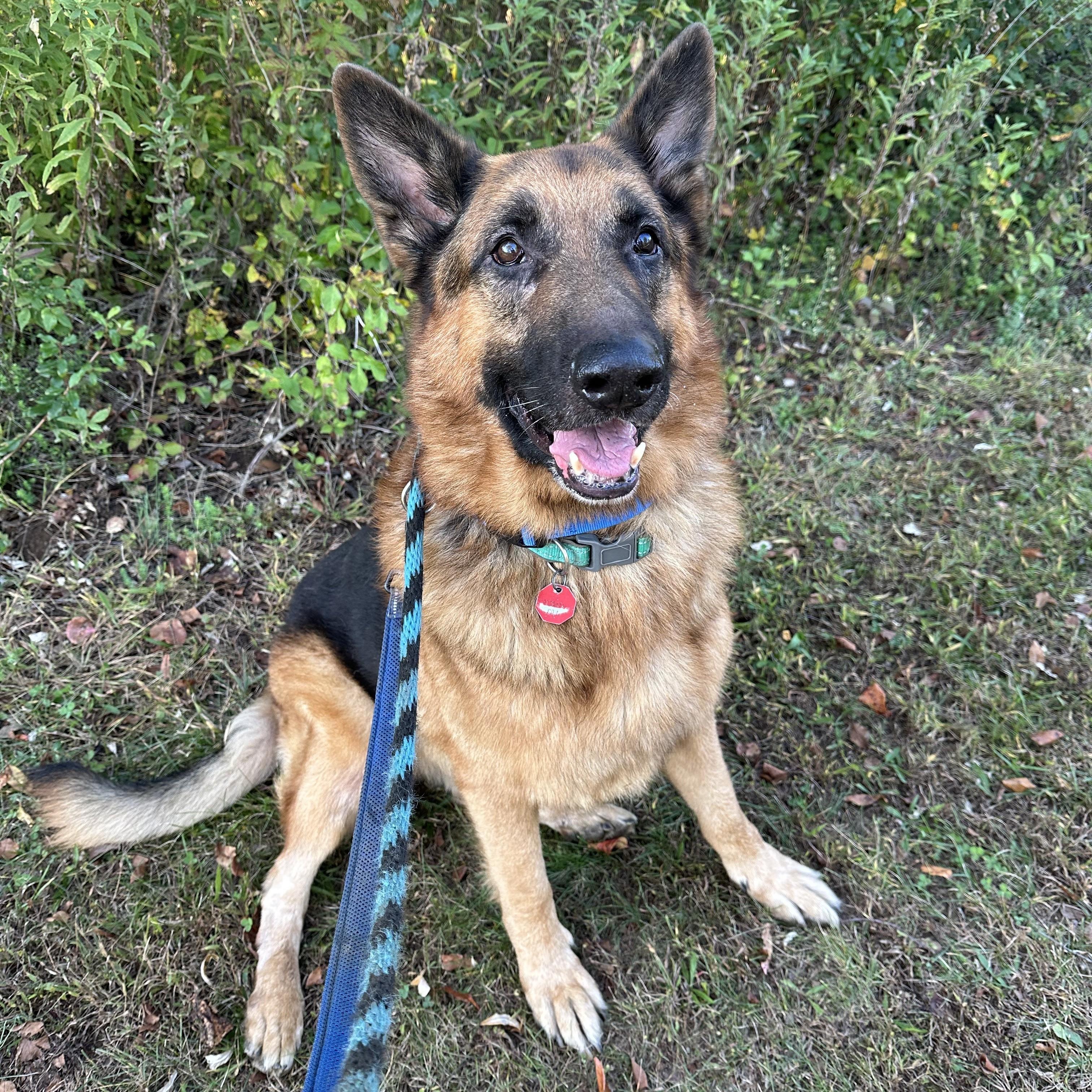 Kodi, an adopted German Shepherd Dog in Phoenixville, PA image 1/6