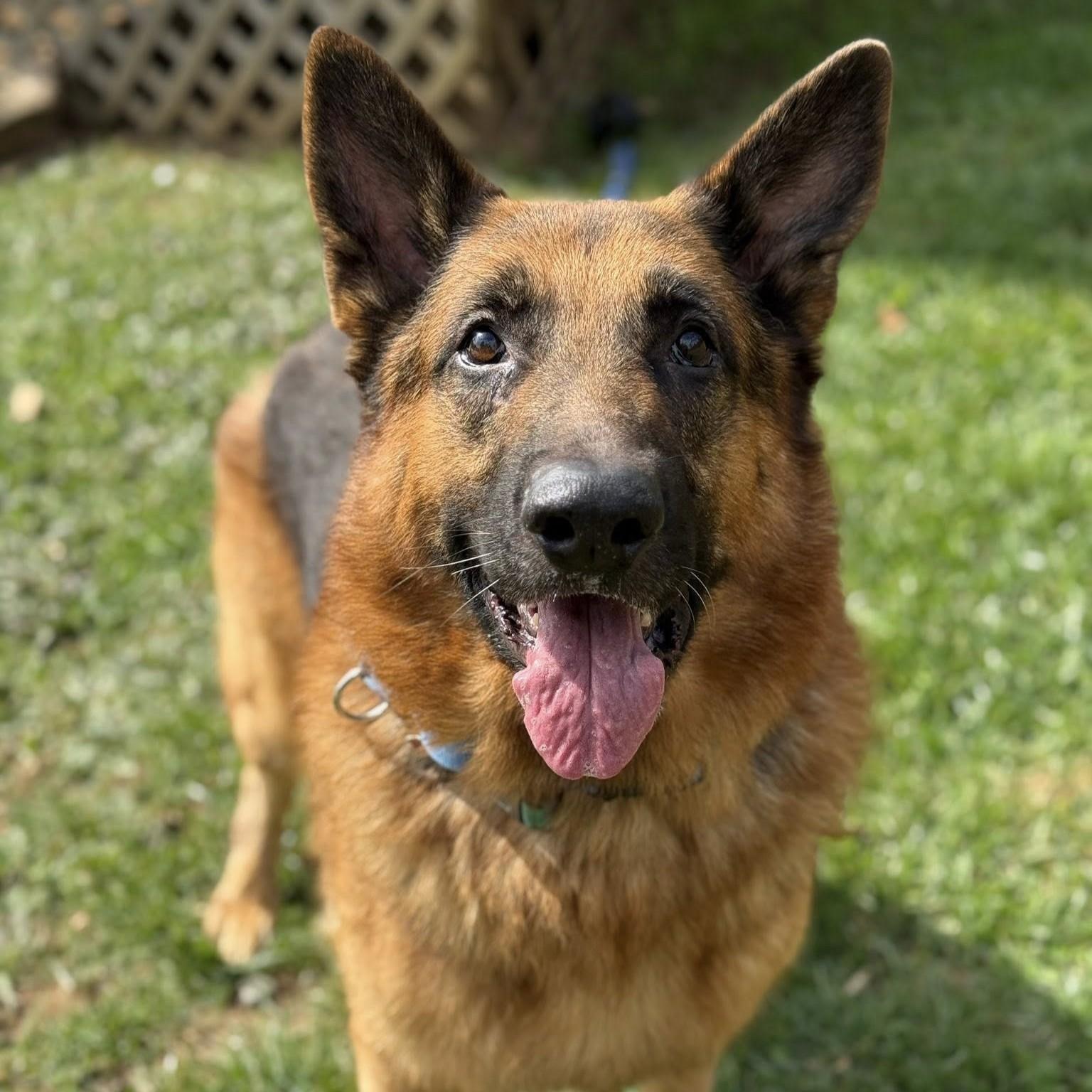 Kodi, an adopted German Shepherd Dog in Phoenixville, PA image 2/6