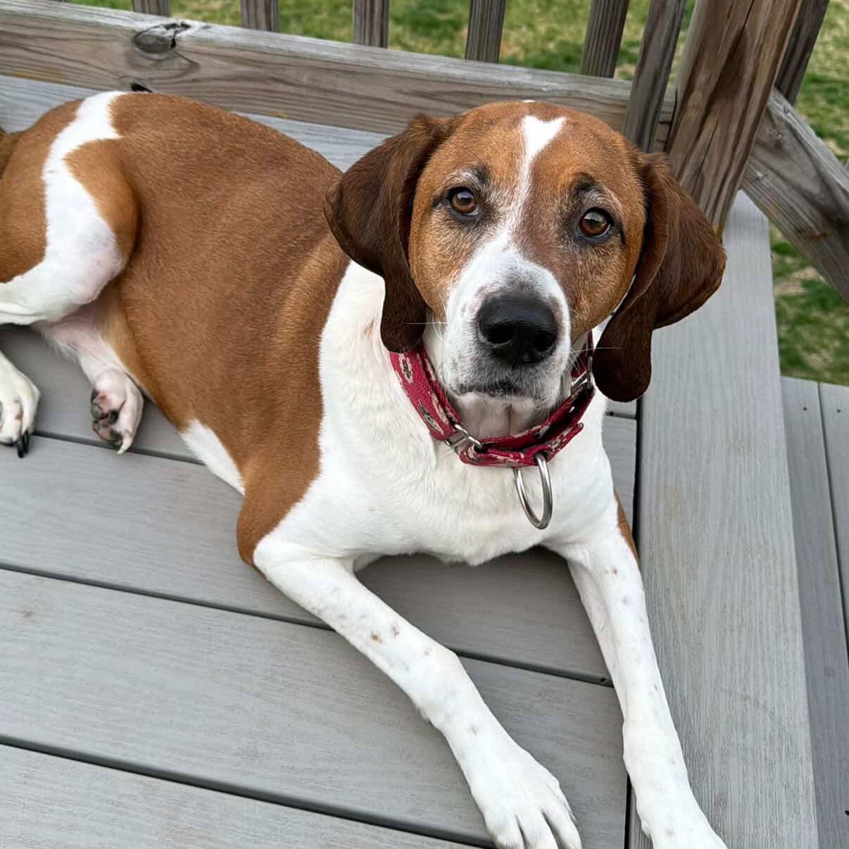 Enlarge PARKER, a Adoptable Hound in Cranston, RI image 2/5