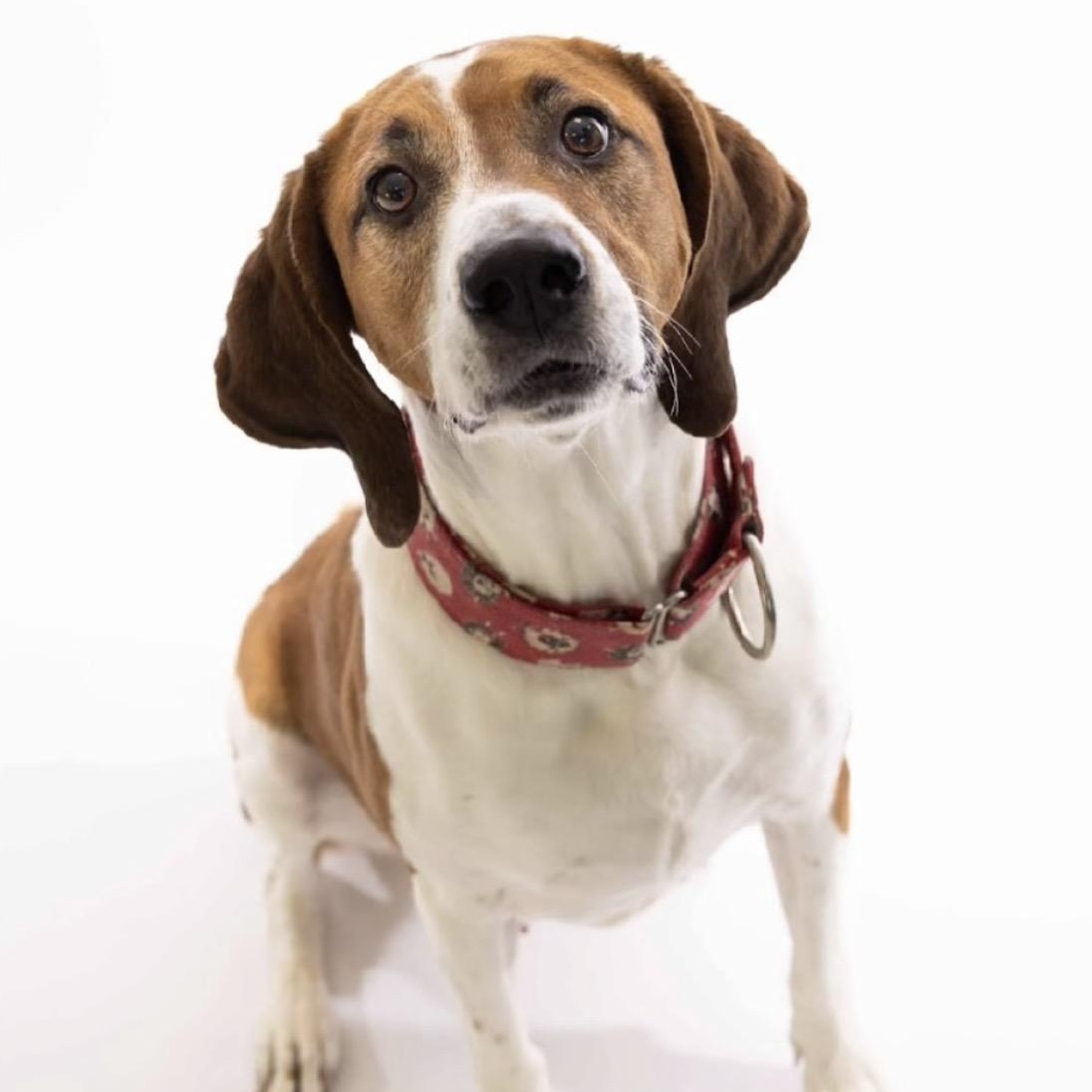 PARKER, Adoptable, Adult Male Hound.