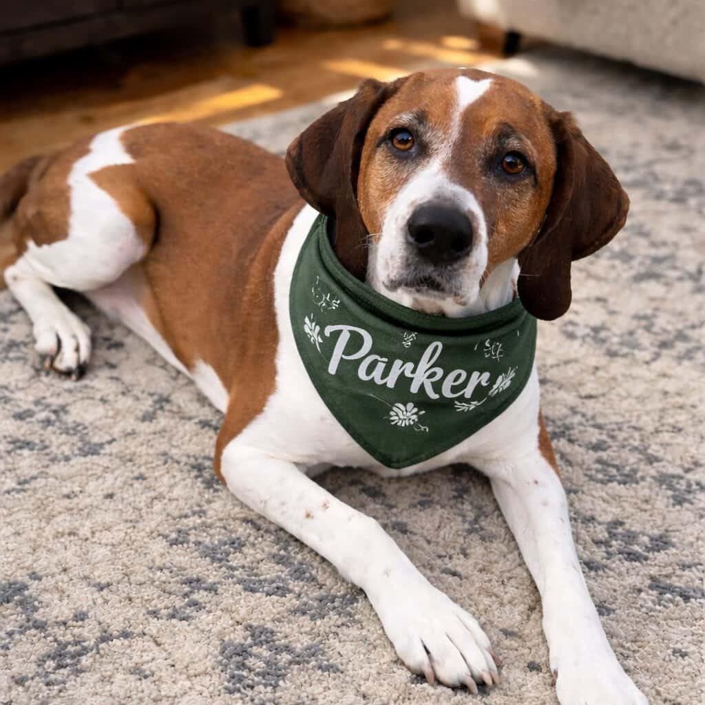 PARKER, Adoptable, Adult Male Hound.