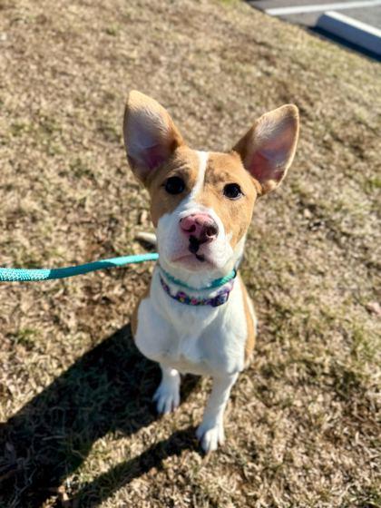 Mustard, Adoptable, Young Female Australian Shepherd & Mixed Breed.