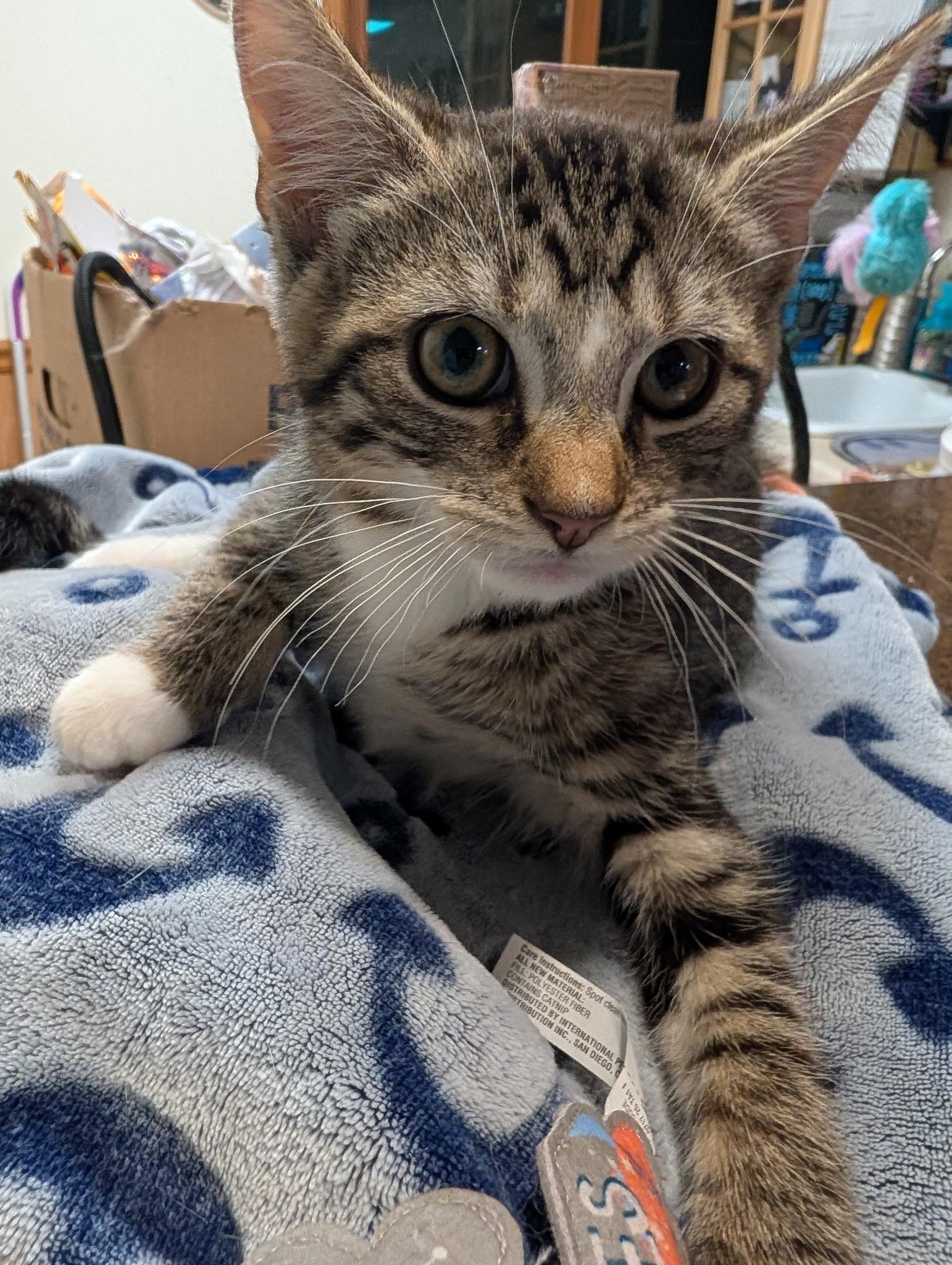 Teddy, ADOPTABLE, Young Male Domestic Short Hair.