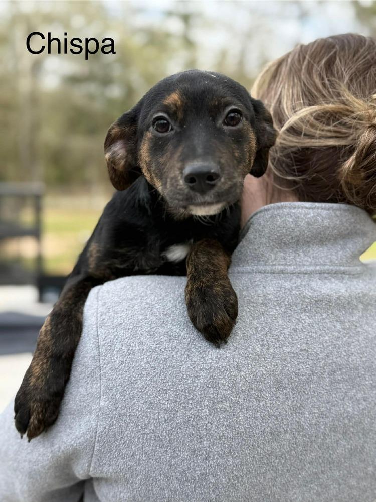 Chispa (AVAILABLE 1/26), Adoptable, Puppy Female Hound & Labrador Retriever.
