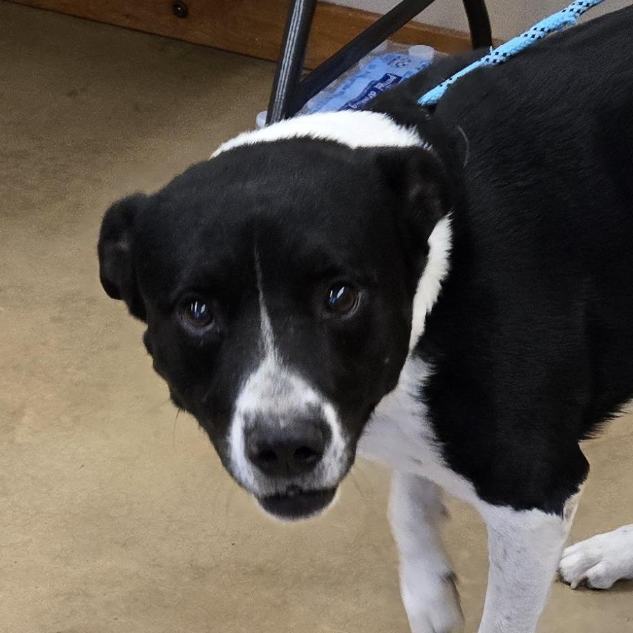Doug, Adoptable, Adult Male Mixed Breed.