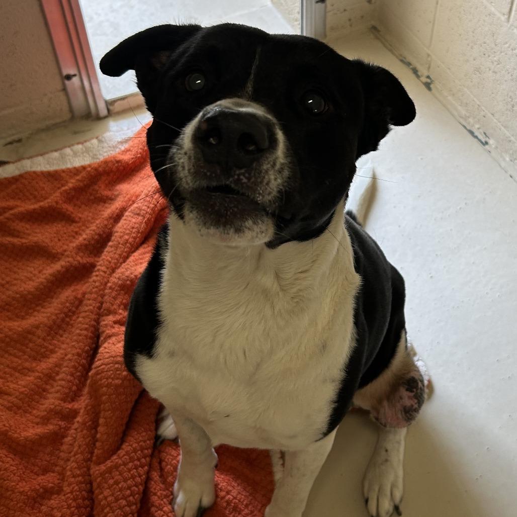 Enlarge Doug, a Adoptable Mixed Breed in Wickenburg, AZ image 2/4